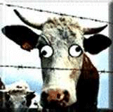 vache fou.gif (21678 octets)