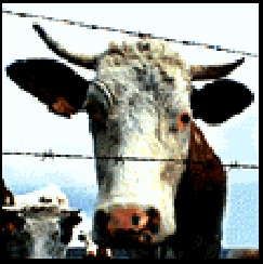 vache normale.gif (21303 octets)